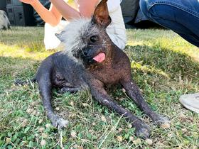 Najgrši pes na svetu: "Pokvečene glave, brezdlakega trupa in ves mozoljast"