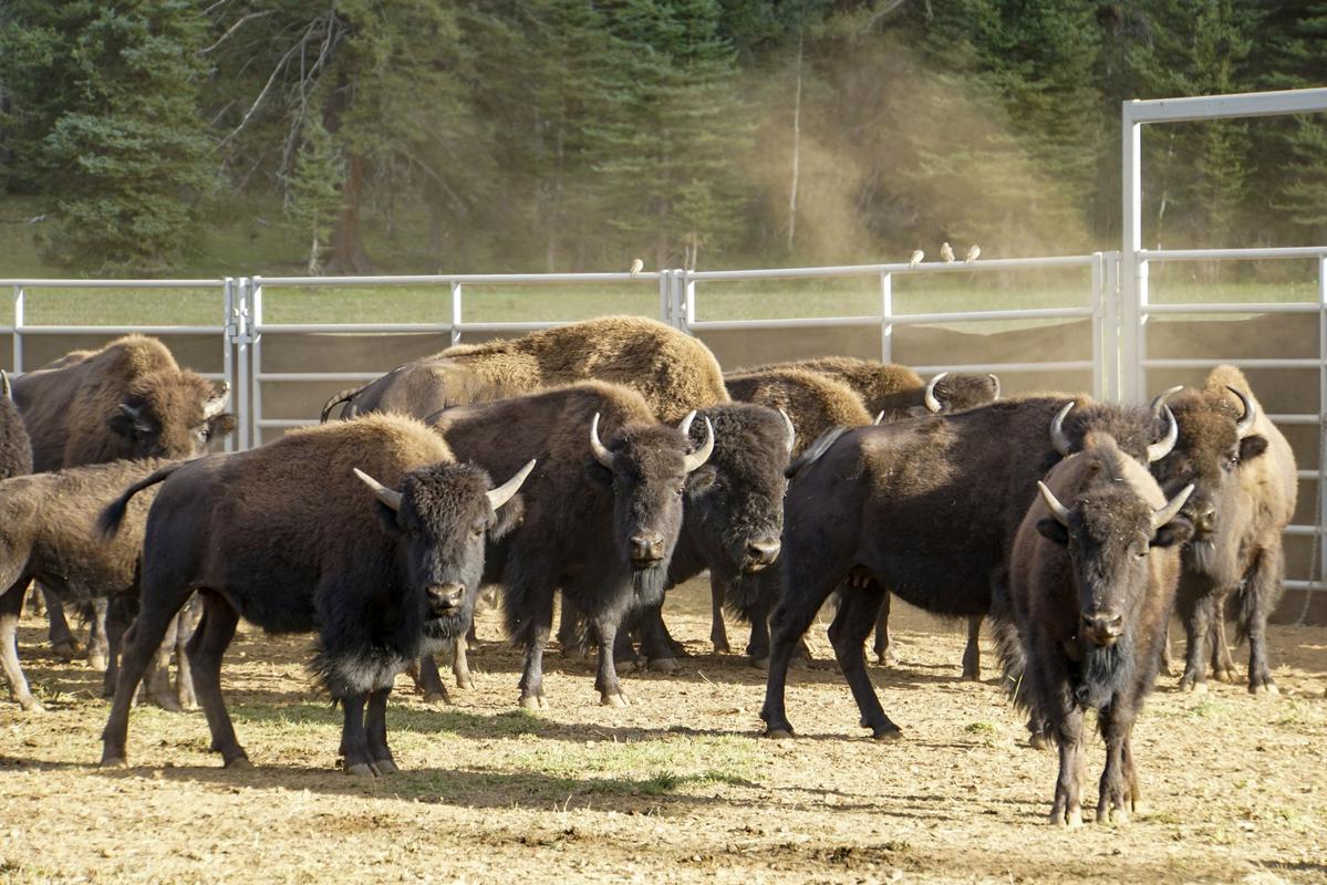 Po zadnjem štetju čreda v Velikem kanjonu šteje 216 bizonov. Foto: AP
