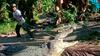 Pogumni Indonezijec z vrvjo ukrotil ogromnega krokodila 