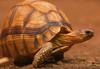 Trinožnemu želvaku pri premikanju pomagajo koleščki