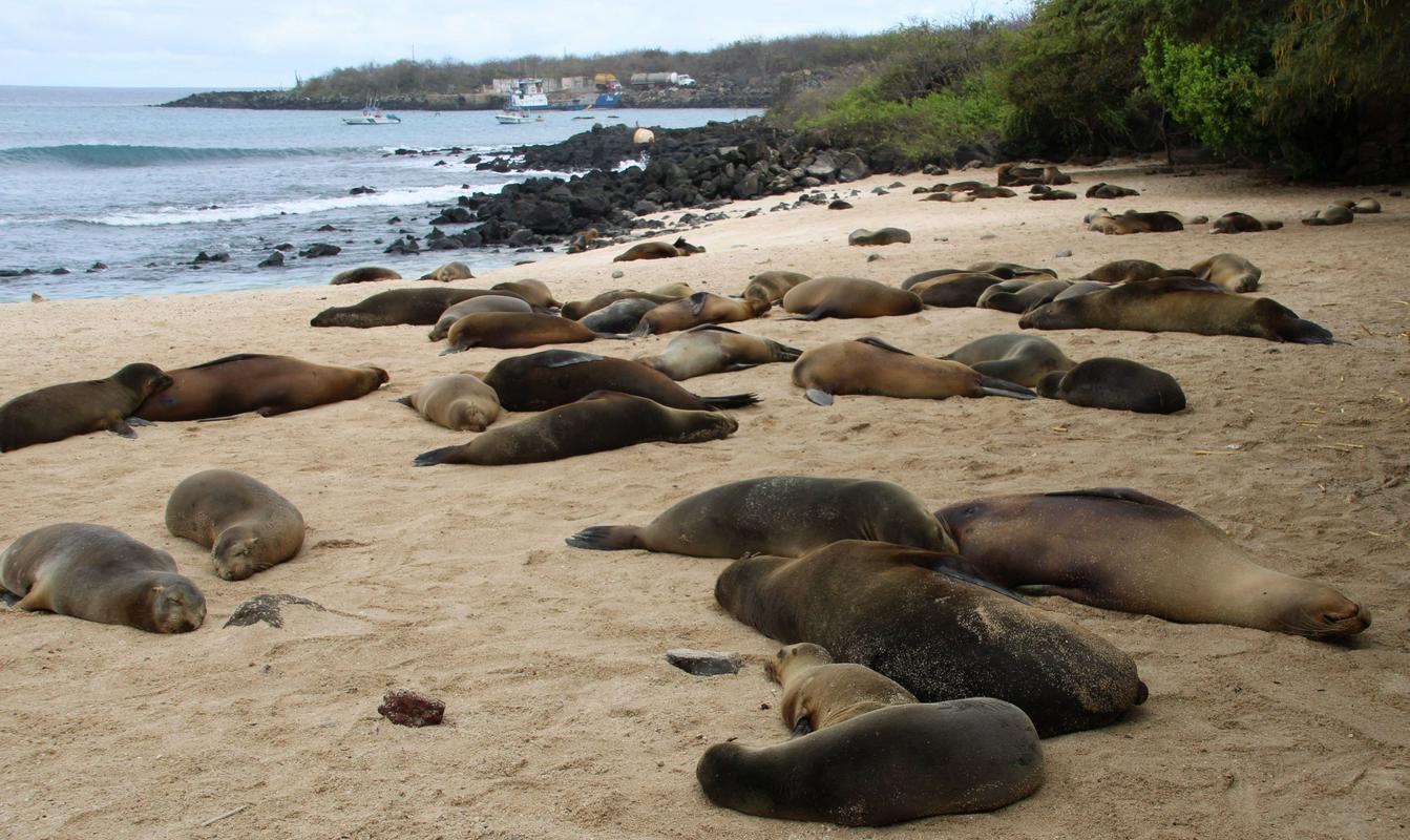 As Ilhas Galápagos estão cheias de vida.  Foto: EPA