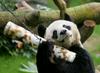 Slovo An Ana, najstarejšega samca velikega pande