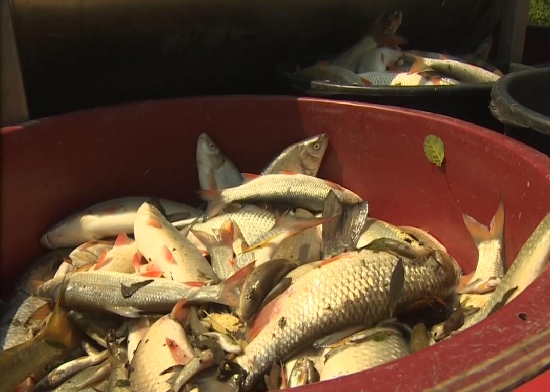 V Malem grabnu so poginile čisto vse ribe. Foto: Televizija Slovenija/zajem zaslona