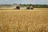 Kmetijsko ministrstvo: Slovenija (še) nima težav zaradi prostega uvoza ukrajinskega žita v EU
