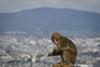 Japonsko mesto terorizirajo podivjane opice