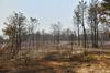Letos bo predvidoma pogozdenih 100 hektarov pogorelih gozdov na goriškem in mirenskem Krasu