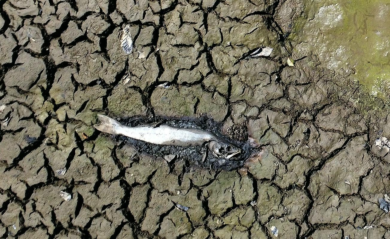 Poginula riba na skoraj izsušenem bajerju Šinkov turn v občini Vodice. Foto: BoBo