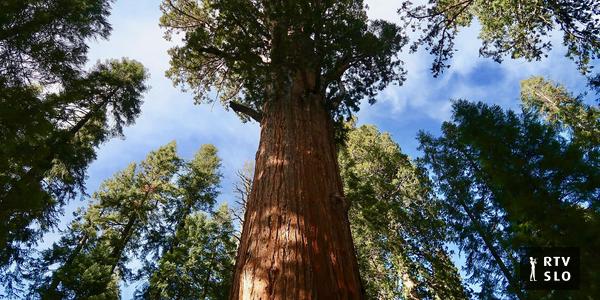 Visitantes da árvore mais alta do mundo enfrentam uma multa pesada