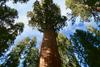 Obiskovalcem najvišjega drevesa na svetu grozi visoka globa