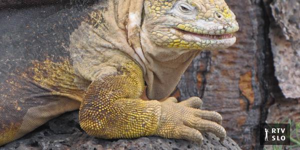Primeira vez em 187 anos: Renascimento das iguanas terrestres de Galápagos