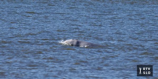 Une baleine blanche a erré dans la Seine française