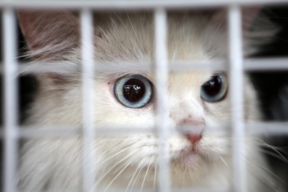 Bele mačke z modrimi očmi se pogosto skotijo gluhe. Foto: EPA