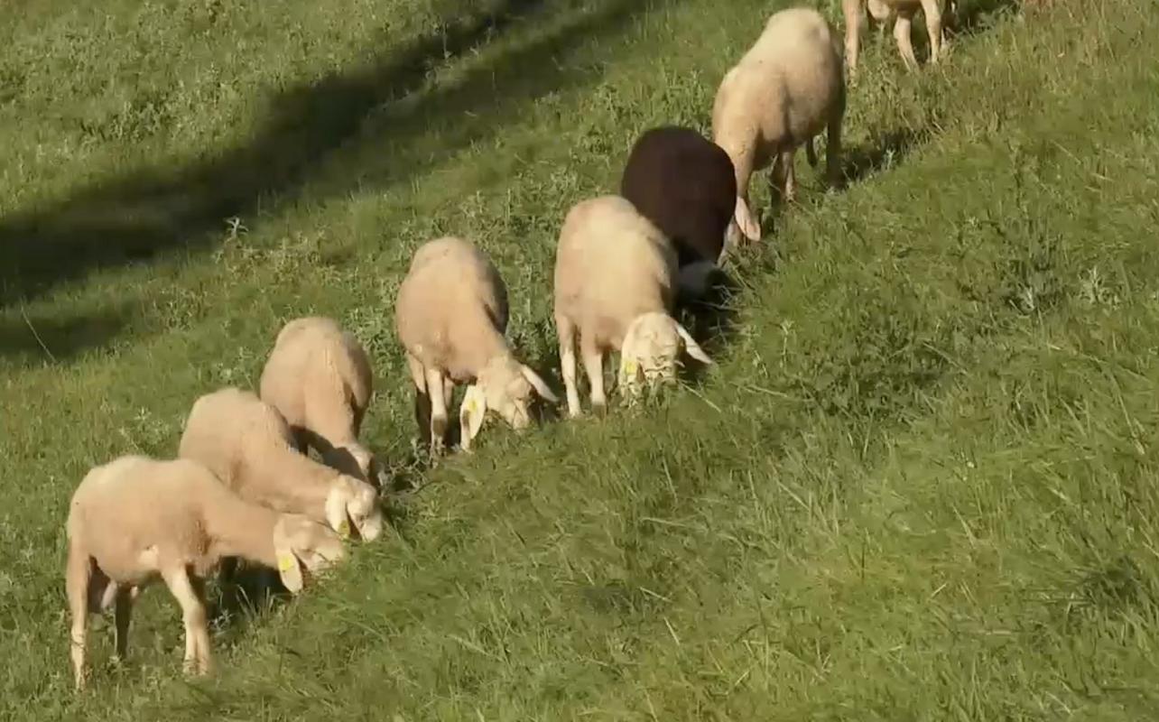 Glavna zanimivost Ovčarskega bala na Jezerskem je jezersko-solčavska ovca, ki je ena od slovenskih avtohtonih pasem. Ime je dobila po krajih Jezersko in Solčava, kjer je bila reja teh ovc najbolj množična in najbolje organizirana. Foto: TV SLO, zajem zaslona