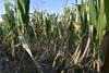 Suša v Podravju prizadela vse od žit in trav do sadovnjakov in vinogradov