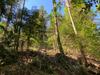 Podlubniki napadajo od suše prizadeta drevesa tudi v Podravju