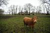 Irski kmetje opozarjajo, da bodo morali za emisijske cilje žrtvovati krave 