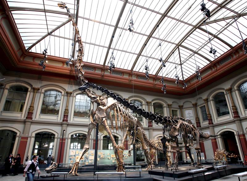 O maior braquiossauro já descoberto está em exibição em Berlim.  Foto: AP