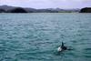 Leta trpljenja, rehabilitacija in končno svoboda: iz ujetništva izpustili tri delfine