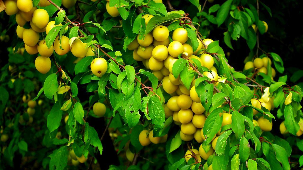 Ste že poskusili ringlo?