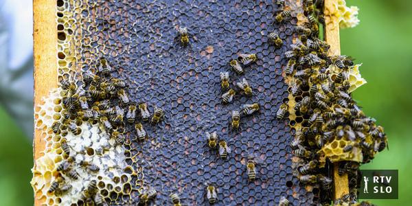 Sobre a morte da Rainha Elizabeth II.  suas abelhas também foram notificadas