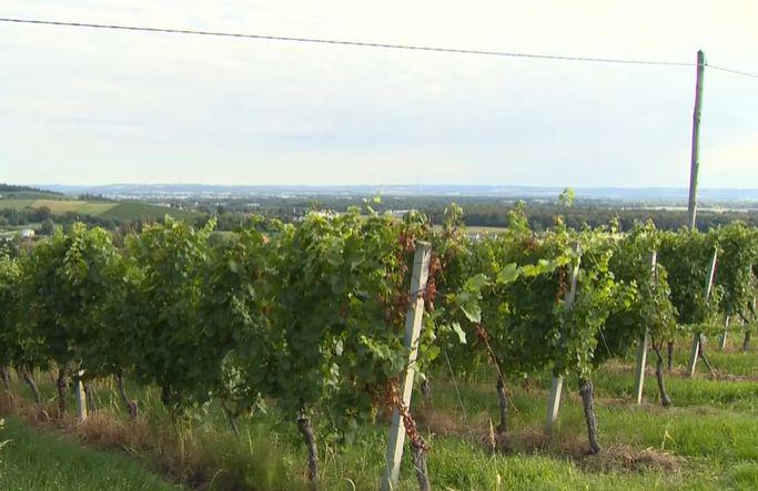 Družba Radgonske gorice obdeluje približno 500 hektarjev vinograda in z 250 kooperanti letno pridela dobre tri milijone litrov vina. Spravilo pridelka se je zaradi padavin v zadnji dneh zavleklo, bo pa ta nižji od lanskega. Foto: TV SLO, zajem zaslona