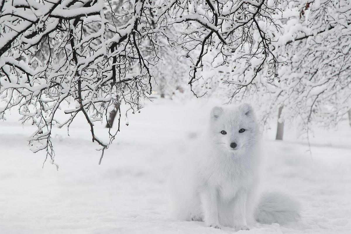 Polarna lisica