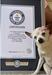 Poginila je 22-letna psička Pebbles, nosilka rekorda najstarejšega še živečega psa