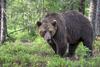 Pri Želimljah medved sprehajalca ugriznil v nogo, odstrela ali iskanja ne bo