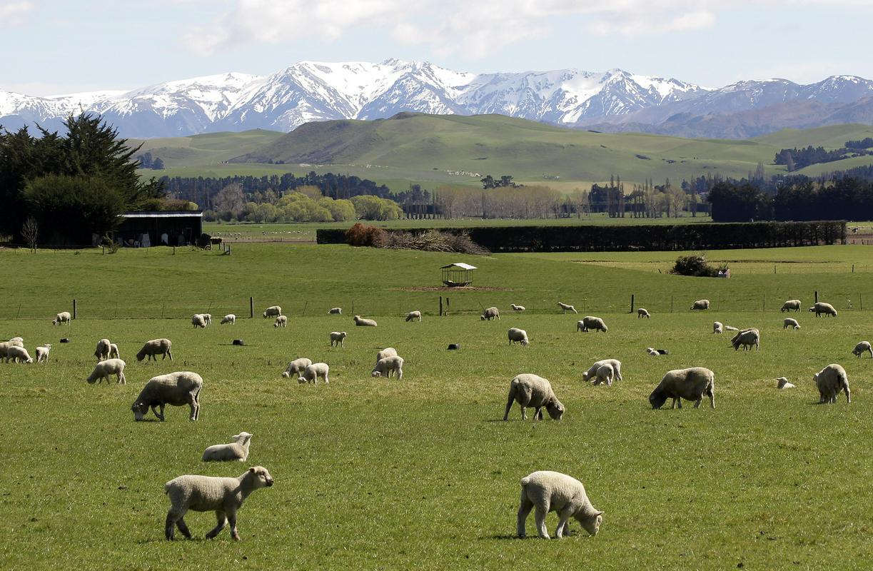 Tipična podoba Nove Zelandije – travniki in ovce, ki se pasejo na njih. Foto: AP