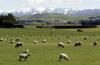 Nova Zelandija želi obdavčiti kmete za vsa riganja in 