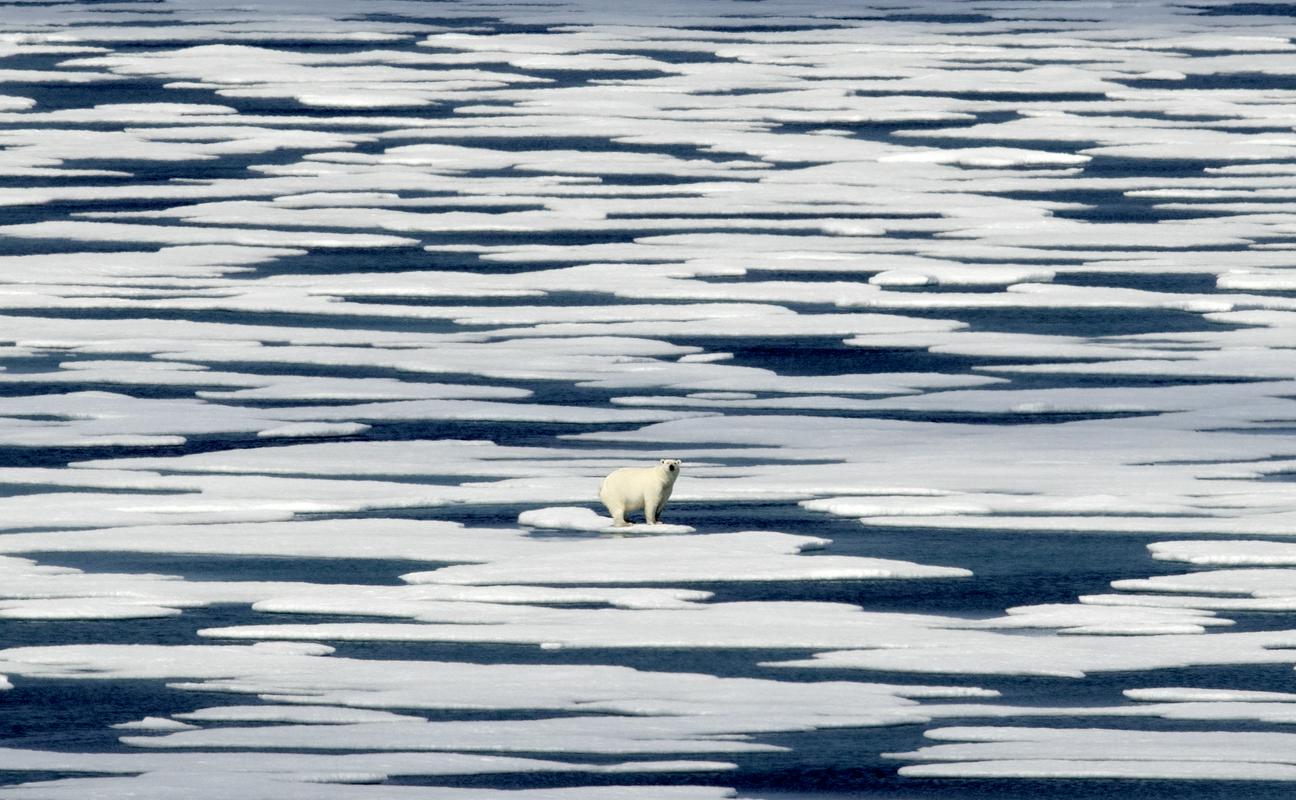 Arktika se segreva trikrat hitreje od povprečja Zemlje. Do kdaj bodo na tem območju še tacali mogočni severni medvedi? Foto: AP