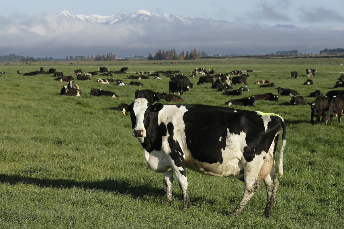 Novozelandska vlada je predstavila predlog, po katerem bodo morali tamkajšnji kmetje plačevati davek na vse izpuste njihovih krav in ovc, kot so prdci in riganje. To je še en način boja proti podnebnim spremembam, pravijo vladni predstavniki. Foto: AP