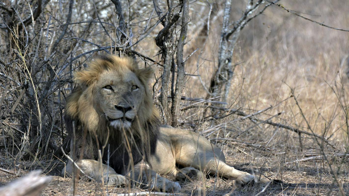 Mogočni lev, kralj živali v sušnem parku Kruger v Južni Afriki. Foto: AP