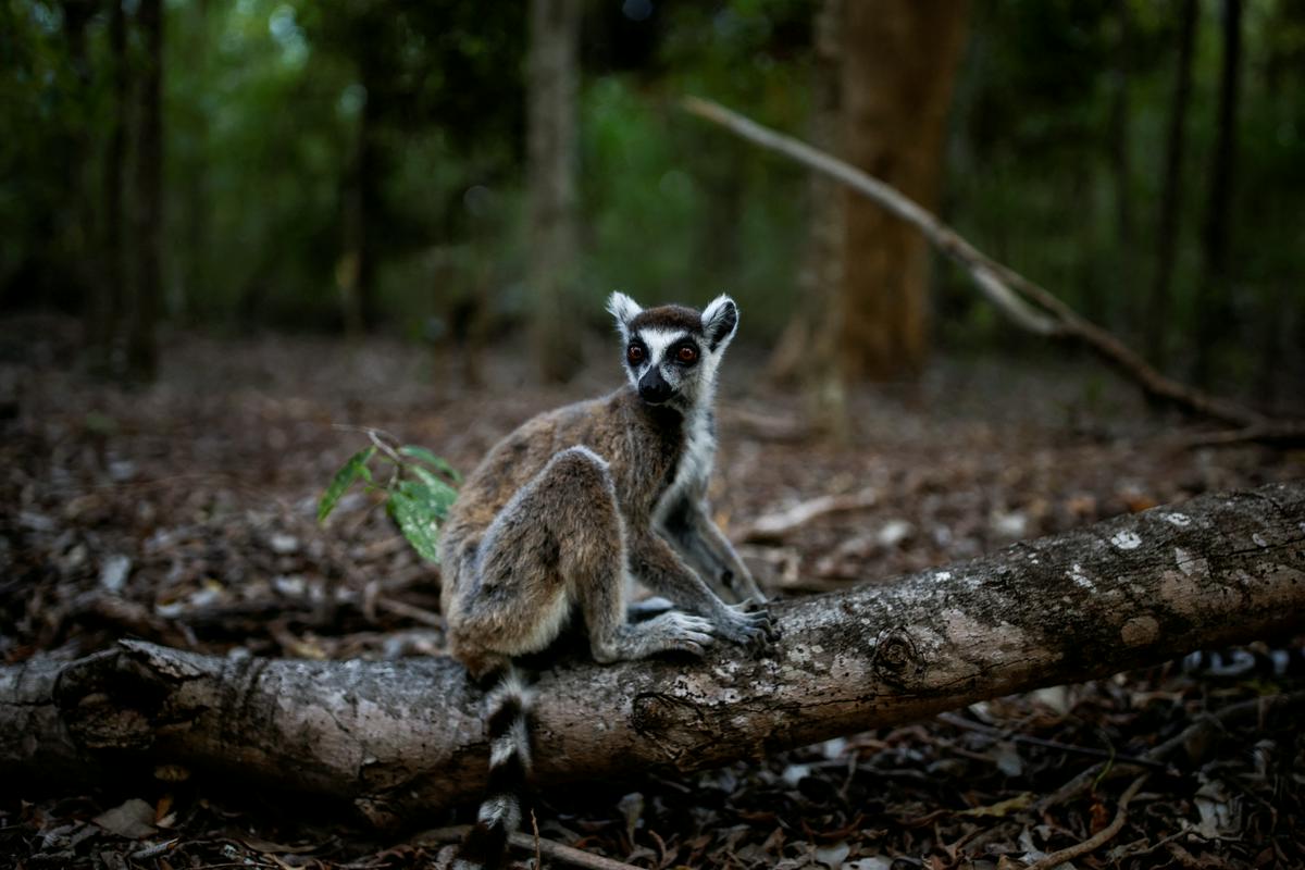 Obročkasti lemur, skoraj zaščitni znak Madagaskarja. Foto: Reuters