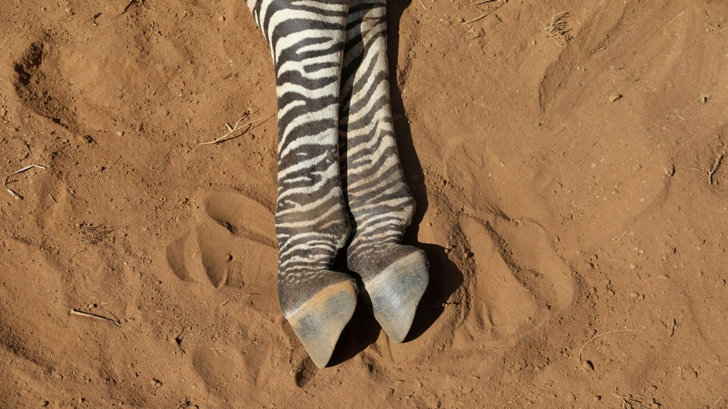 Prizor iz narodnega parka Samburu v Keniji, kjer je letos poleti zaradi dolgotrajne suše poginilo veliko živali. Foto: Reuters