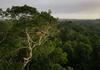 Lula za prednostno nalogo nove vlade postavil okolje in reševanje Amazonije