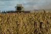 Kmetijska ministrica napovedala finančno pomoč pridelovalcem pšenice