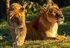 V živalskem vrtu v Sydneyju je pobegnilo pet levov, a so se že varno vrnili v ogrado
