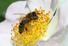 Dobra kondicija čebeljih družin, čebelarji se veselijo sezone