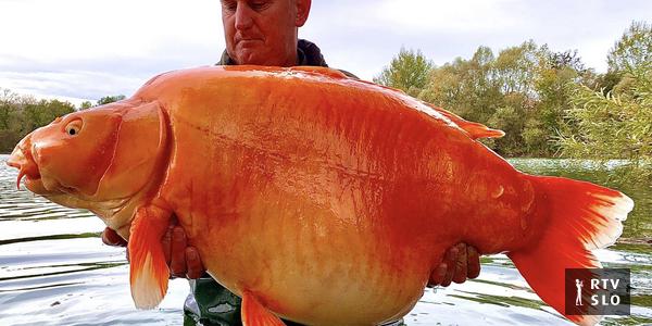 Combien de souhaits celui-ci exauce-t-il ?  Un pêcheur a attrapé un « poisson rouge » de 30 kilos.