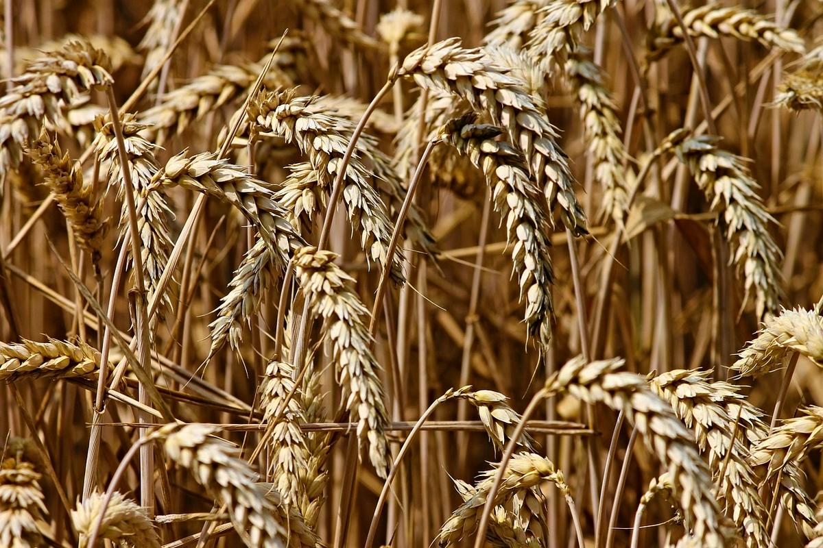 Tudi žita odslej vključena v shemo Izbrana kakovost – Slovenija