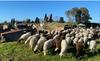 Pompeji angažirali ovce za košnjo trave – in vzdrževanje vinogradov