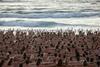 2500 nagcev na sydneyjski plaži Bondi ozaveščalo o kožnem raku