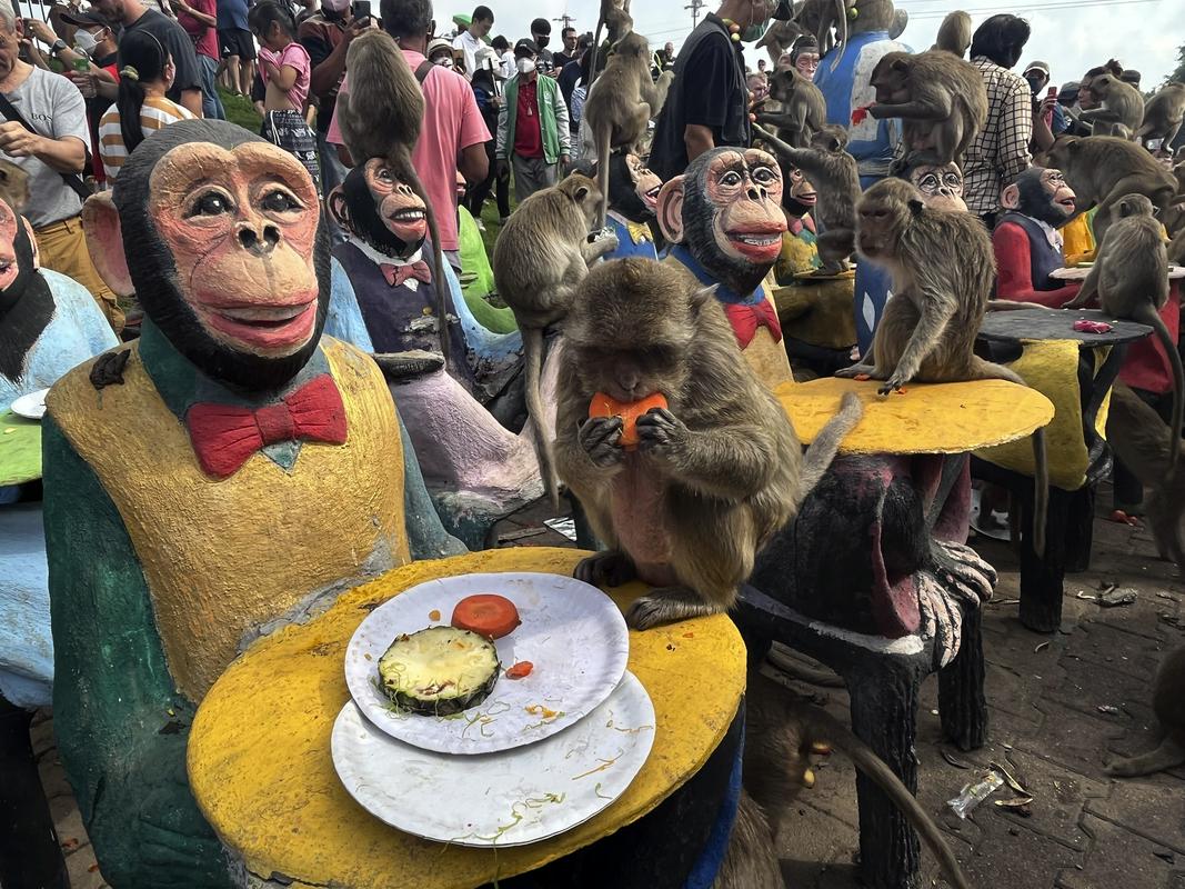 Opicam so hrano ponudili na posebnih 