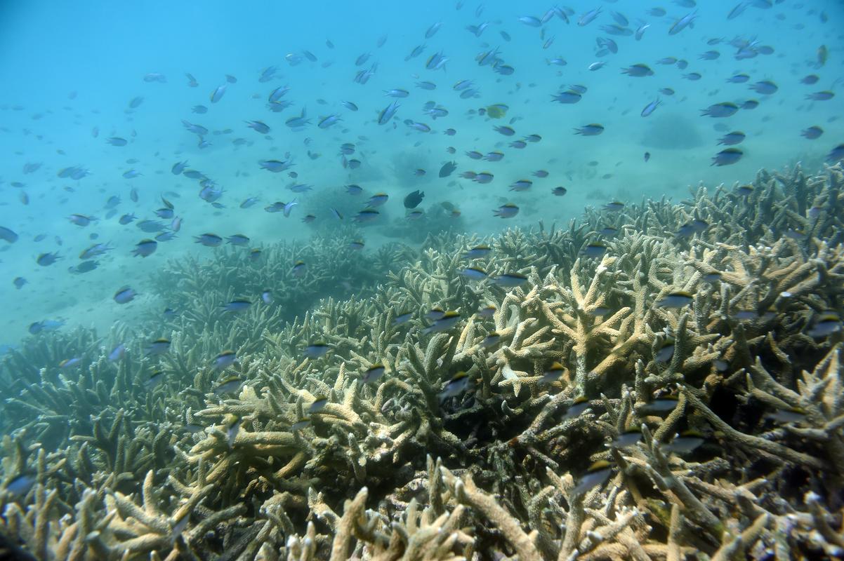 ZN: Veliki koralni greben bi morali uvrstiti na seznam ogroženih območij svetovne dediščine