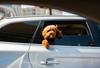 Študija: Psi imajo raje električna vozila, saj je vožnja v njih mirnejša