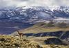 Suša v perujskih Andih usodna za alpake