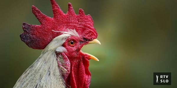 La loi française sur le coq protégera les agriculteurs des voisins réticents