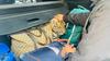 Mehiško policijo med pregledom vozila presenetil tigrček