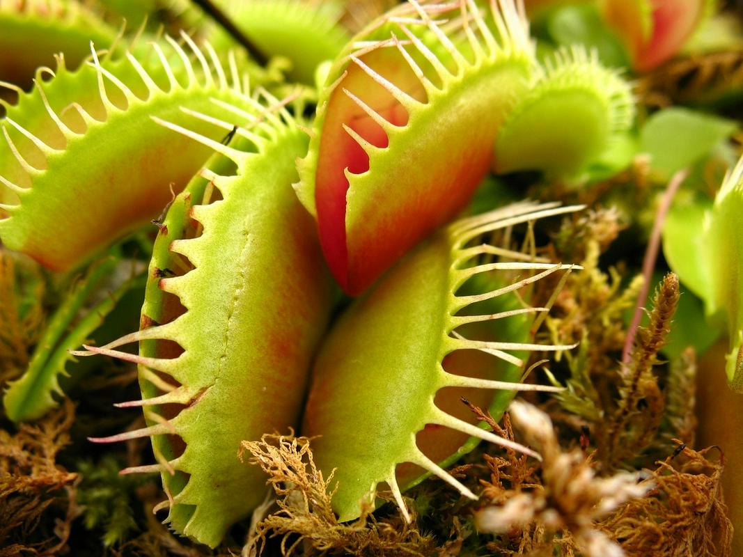 Mesojeda rastlina